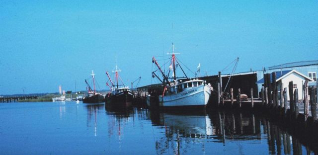 The commercial fishing piers at Cape May Picture