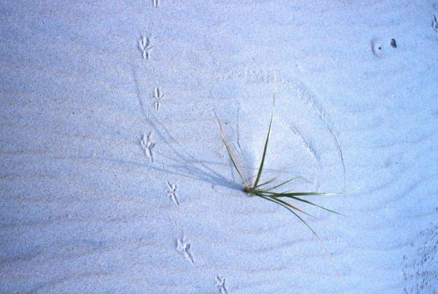 Wind-swept dunes near the abandoned Coast Guard Station Picture