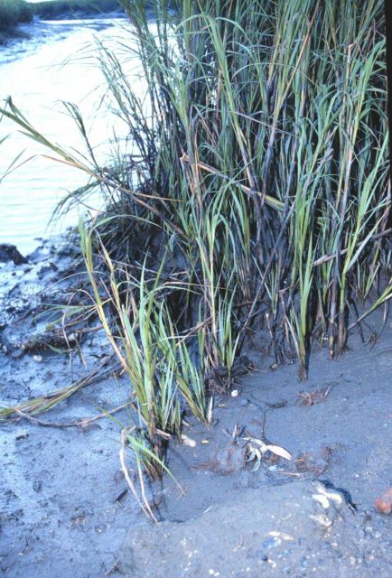 Life on the mudflats and in the marsh grass of Helena Island Picture