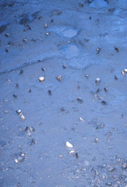 Life on the mudflats at low tide - Helena Island Picture