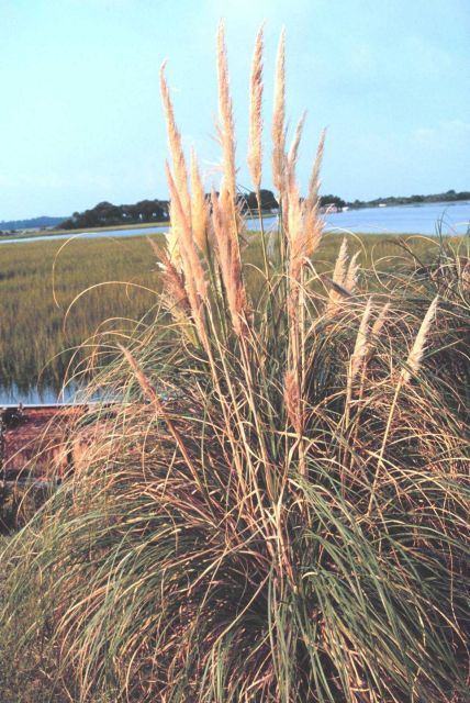 A large phragmites plant in the wetlands of Folly Island Picture