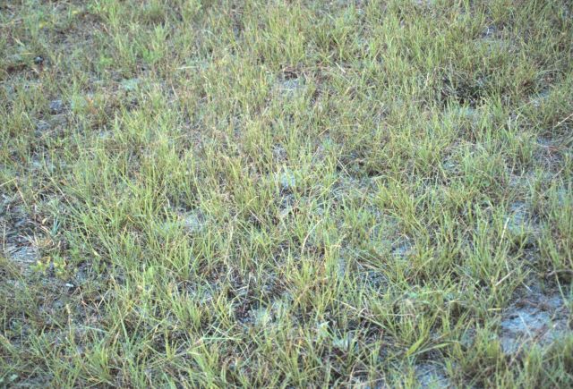 Marsh land near Route 80 Picture