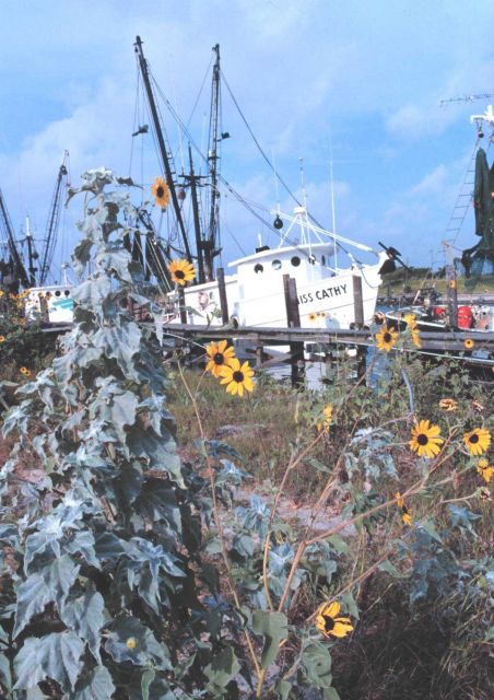 Shrimp boats and sunflowers at Conn Brown Harbor Picture