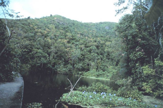 The Virgin Islands - tropical or desert? Shallow stream and rainforest on the west end of St Picture