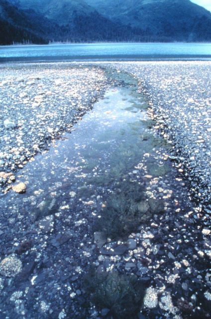 Intertidal area Picture