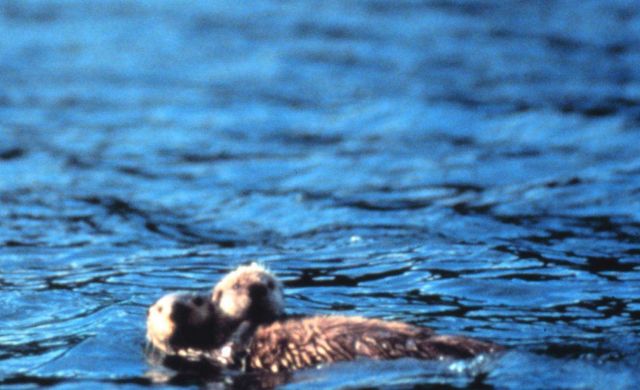 Sea otters on surface Picture