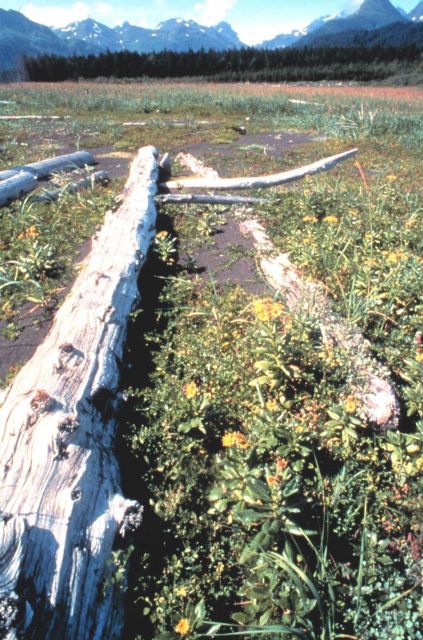 Driftwood on coastal meadow, a reminder of violent winter surf and storms Picture