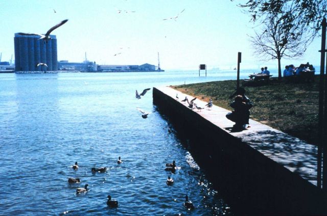 Volunteers helping clean up the wetlands and waterfront area around Fort McHenry in Baltimore Harbor Picture