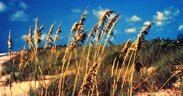 Sea oats are one of the important plants found on the sand dunes within Canaveral National Seashore Picture