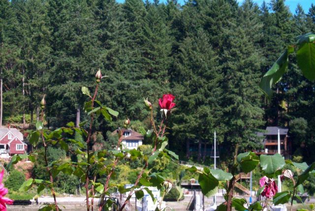 A view inside of Gig Harbor. Picture