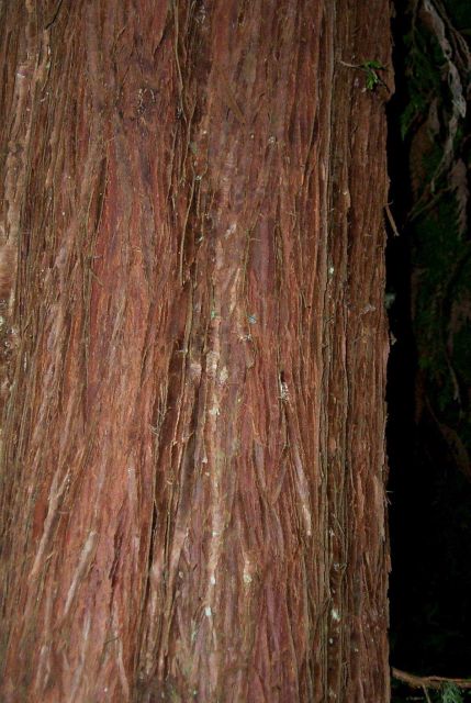 A mighty cedar at Fort Clatsop National Memorial on the Oregon coast. Picture