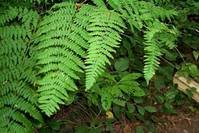 Graceful ferns adorn coastal forested regions in Oregon. Picture