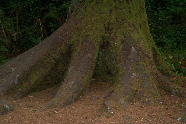 Jurassic Park? Nope - just a moss-covered tree trunk. Picture