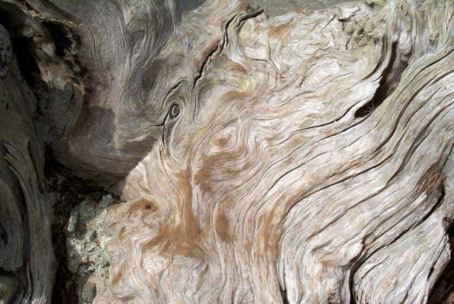 Driftwood patterns Picture