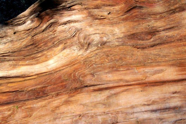 Driftwood trunk of a cedar tree. Picture
