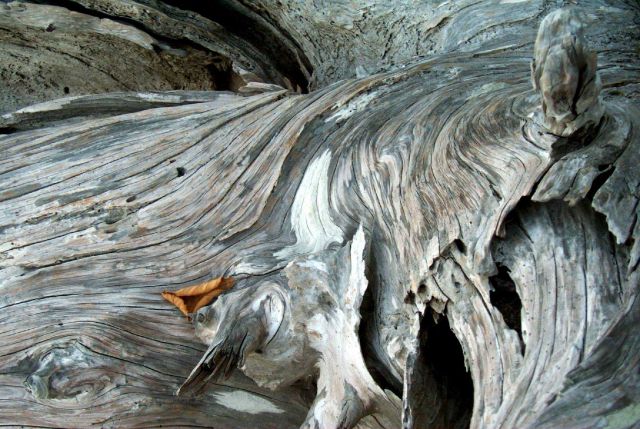 Driftwood at Gig Harbor. Picture