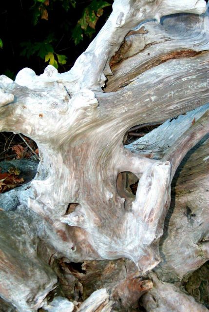 Driftwood at Gig Harbor. Picture