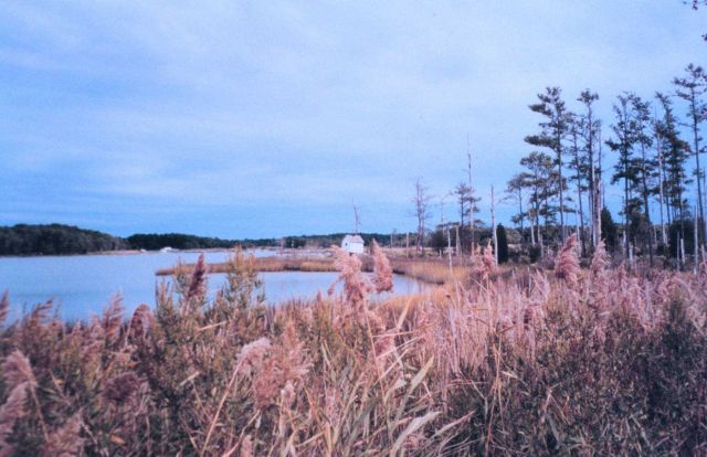 Marsh area behind Point Lookout State Park. Picture