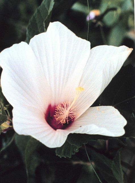 A white marsh hibiscus flower in bloom. Picture