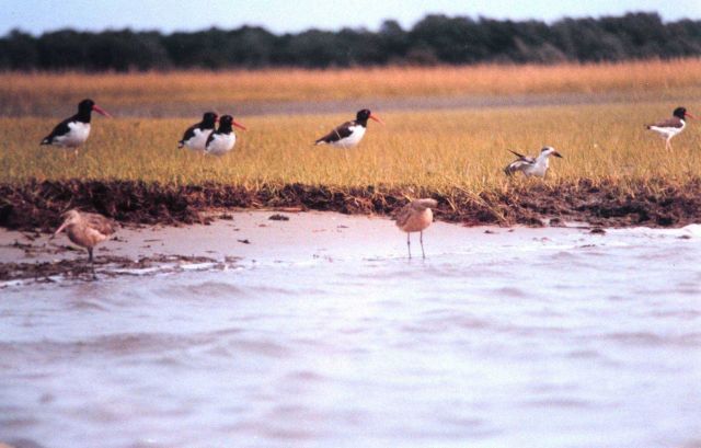 American Oystercatchers are the black and white birds with the reddish-orange beaks. Picture