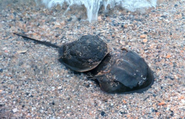 A Class B pair of horseshoe crabs spawning in the shallows at Flag Ponds Nature Park, a unit of Montgomery County, Maryland, public schools. Picture