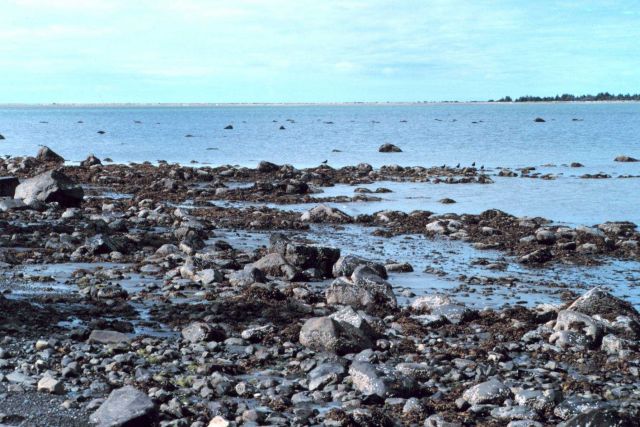 Low tide along a rocky beach in the Icy Bay area. Picture