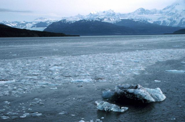 Bergy bits and small glacial ice chunks along tide rip line in Icy Bay. Picture