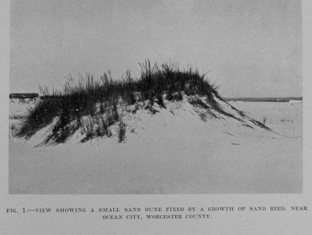 A small sand dune fixed by a growth of sand reed near Ocean City. Picture