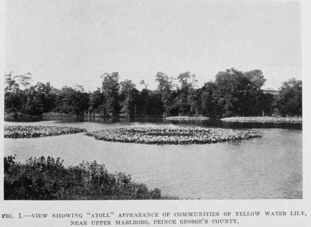 Atoll appearance of yellow water lily near Upper Marlboro, Prince George's County. Picture