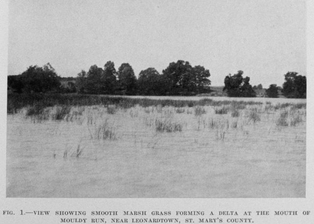 Smooth marsh grass forming a delta at the mouth of Mouldy Run near Leonardtown, Maryland. Picture