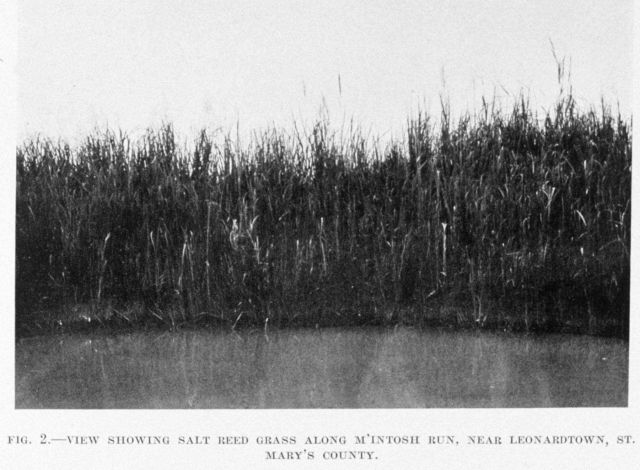 Salt reed grass near M'Intosh Run, near Leonardtown, St Picture