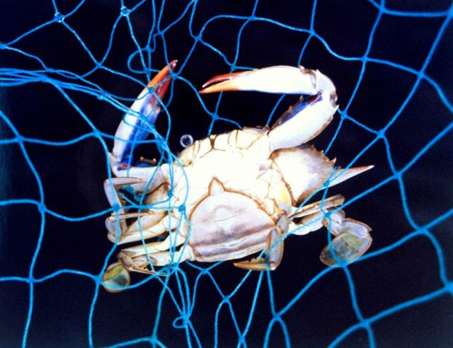 A mature blue crab, Callinectes sapidus, captured in a net. Picture