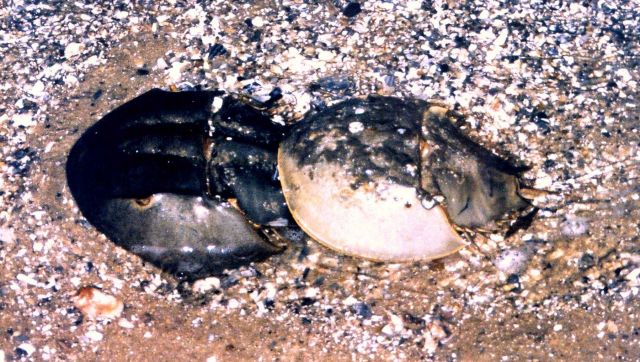 Class B pair of horseshoe crabs. Picture