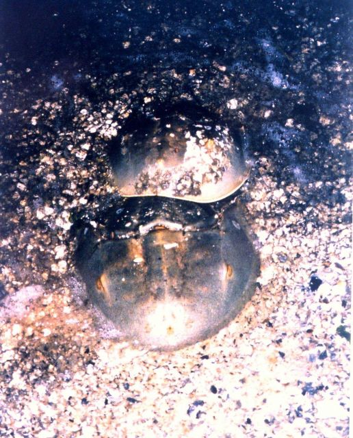 Class B pair of horseshoe crabs. Picture