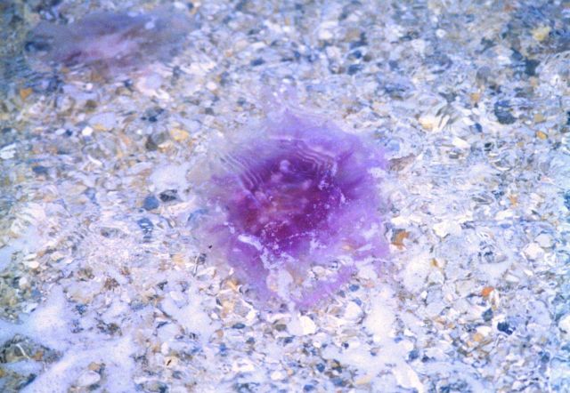 A purple winter nettle in the shallows of the Patuxent River. Picture
