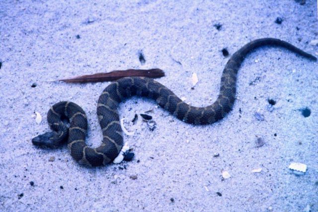 A young Northern Water Snake. Picture