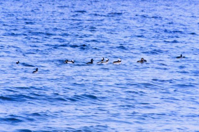 A flock of Buffleheads cruising the Patuxent River. Picture
