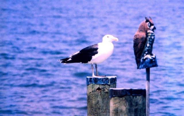 A Great Black Backed Gull on a piling Picture