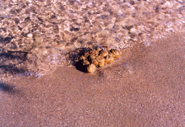 Sea squirts washing ashore. Picture