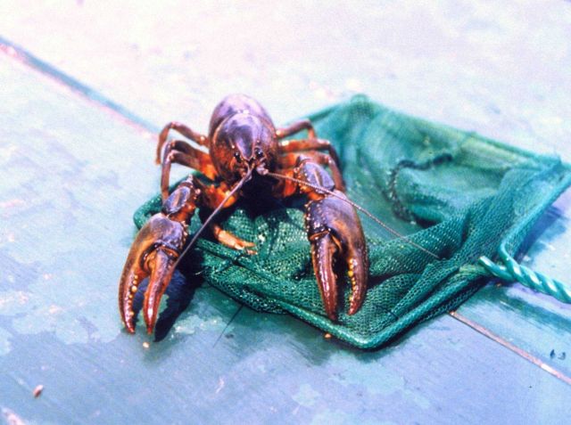 Crayfish found in a salt water pond near the Patuxent River. Picture