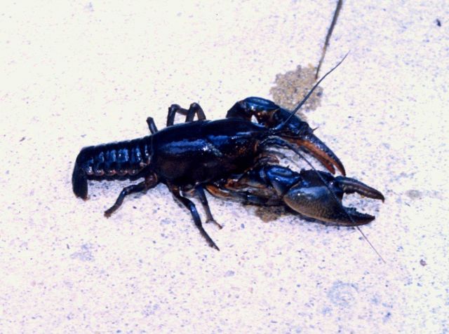 Crayfish found in a salt water pond near the Patuxent River. Picture