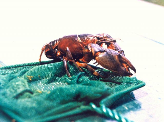 Crayfish found in a salt water pond near the Patuxent River. Picture