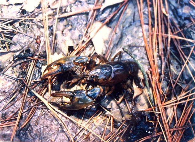 Crayfish found in a salt water pond near the Patuxent River. Picture