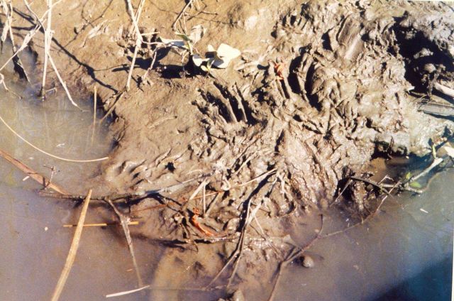 Footprints in the mud of a Patuxent River marsh, possibly muskrat. Picture