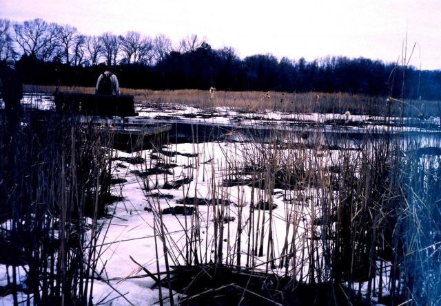 Snow in the marsh. Picture