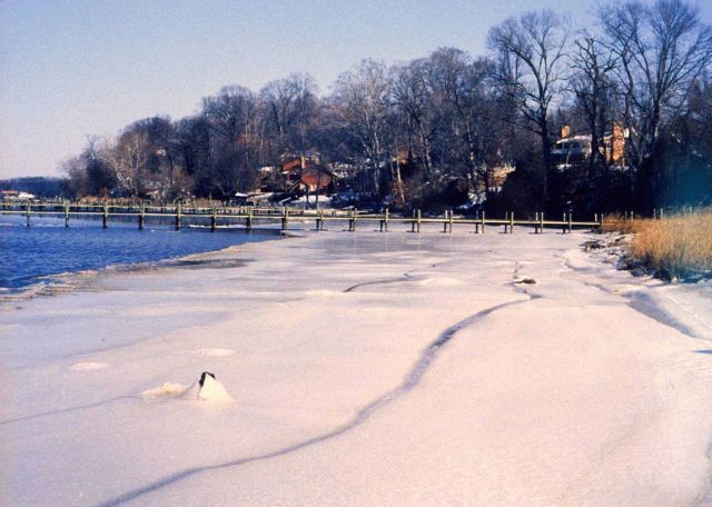 Winter and ice along the Patuxent River. Picture