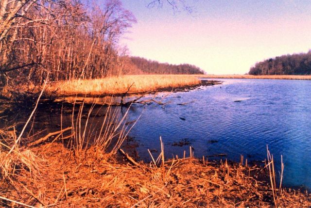 Parkers Creek, off Chesapeake Bay, in the American Chestnut Land Trust Area. Picture