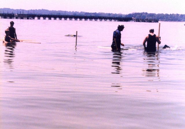 Volunteers with the Alliance for the Chesapeake Bay work to restore underwater seagrass beds near Solomons Island. Picture