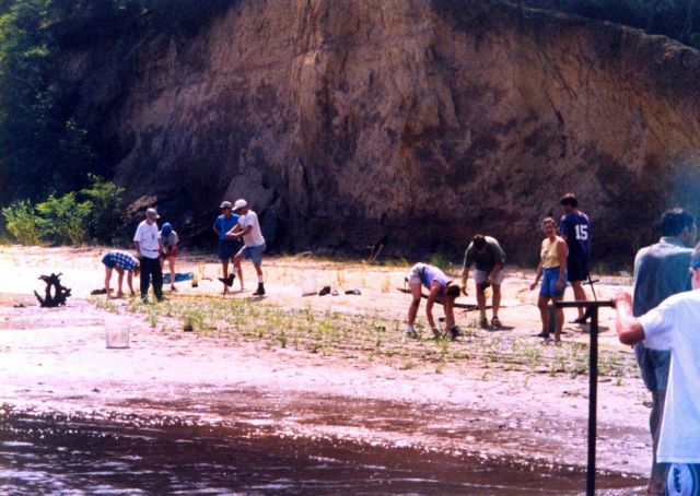 Replanting marsh grass in an effort to protect and rebuild this beach near Annapolis. Picture