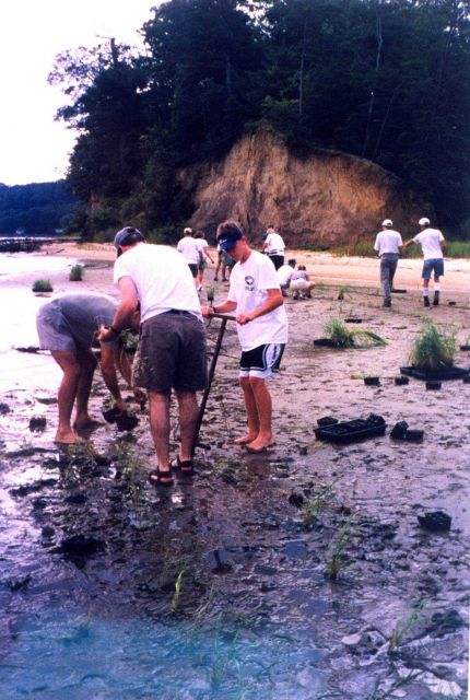 Replanting marsh grass in an effort to protect and rebuild this beach near Annapolis. Picture